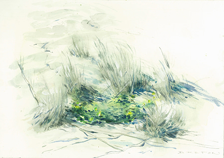 Dune Grasses by Scott  Breton | Lethbridge Gallery